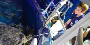 Sea Life Manchester […]