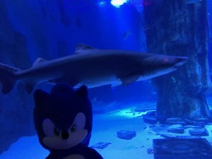 Sea Life Sonic 12